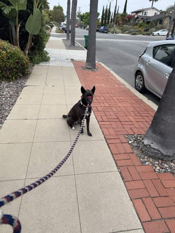 A picture of a black dog named Bowie sitting, taken on May 30 2025 at 6:51 am